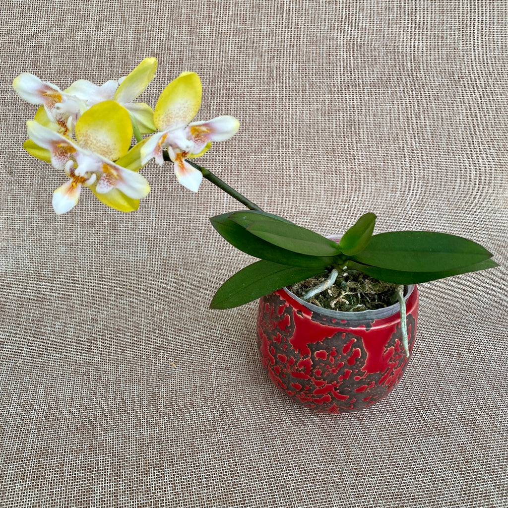 Phalaenopsis (Yaphon Perfume × Brother Sala Gold) 'Yaphon ES-1'