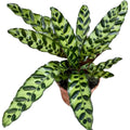 Calathea Lancifolia Insigne (Calathea Serpent à sonnettes)