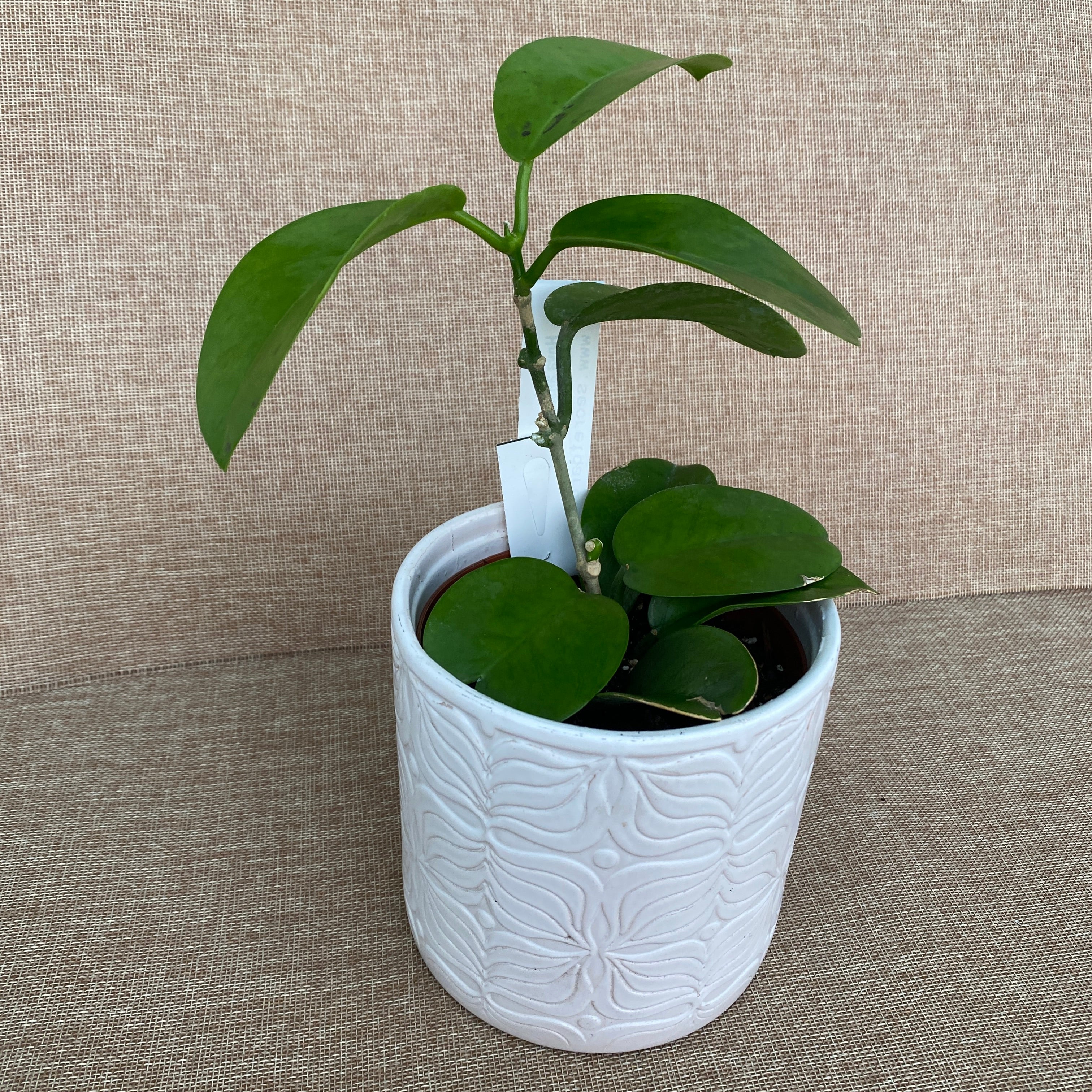 Hoya australis subsp. sanae D12