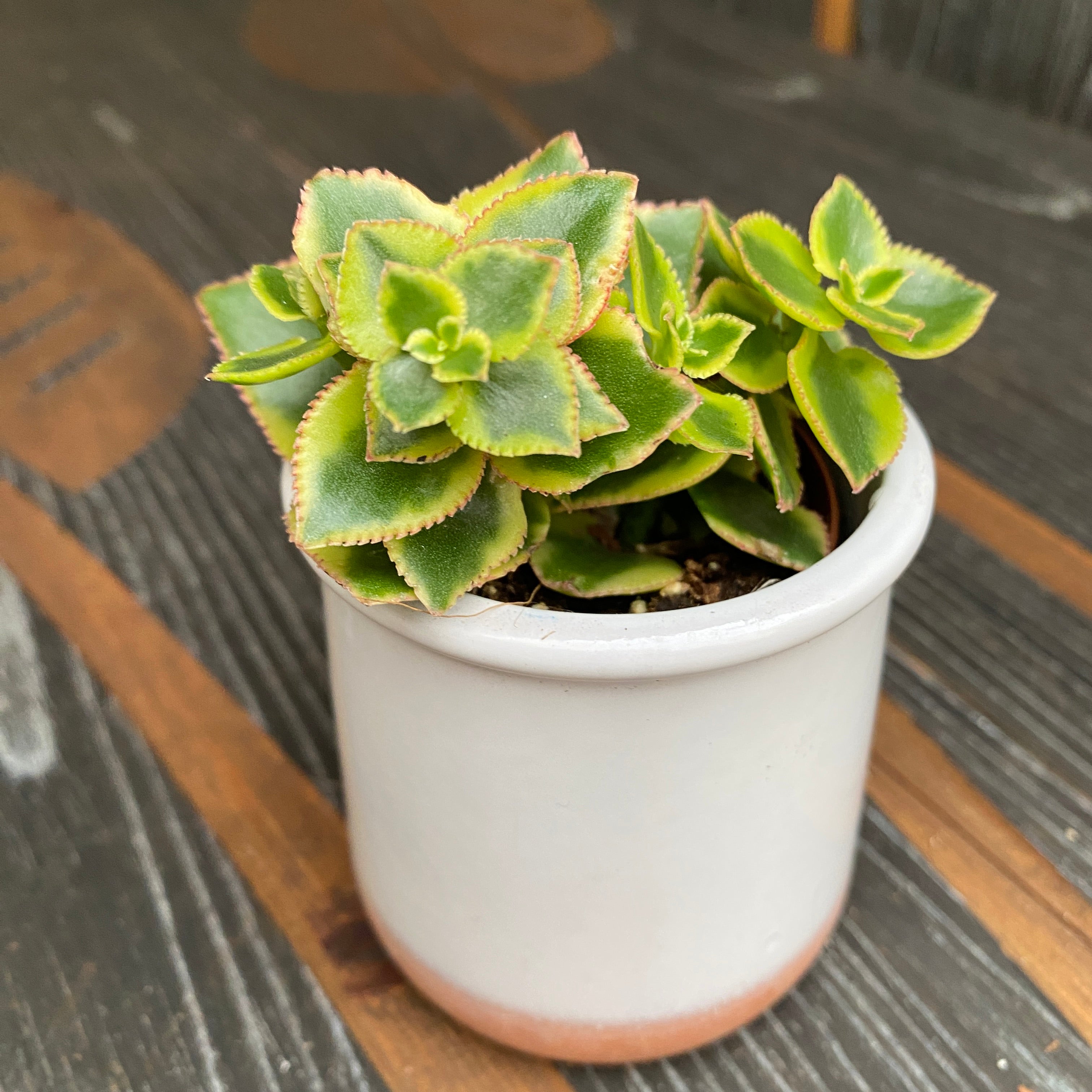 Crassula sarmentosa variegata