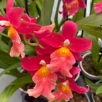 Burrageara Francine 'Roseglow'