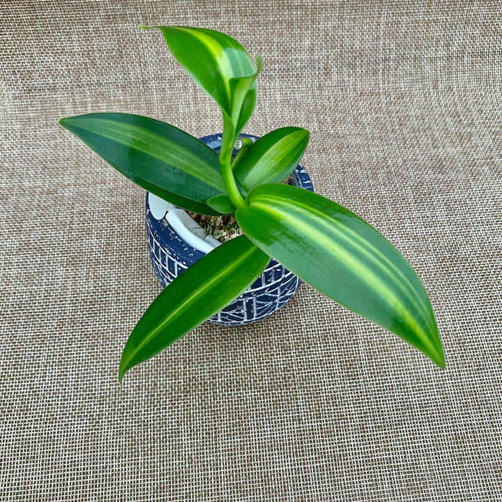 Vanilla Planifolia 'Variegata'