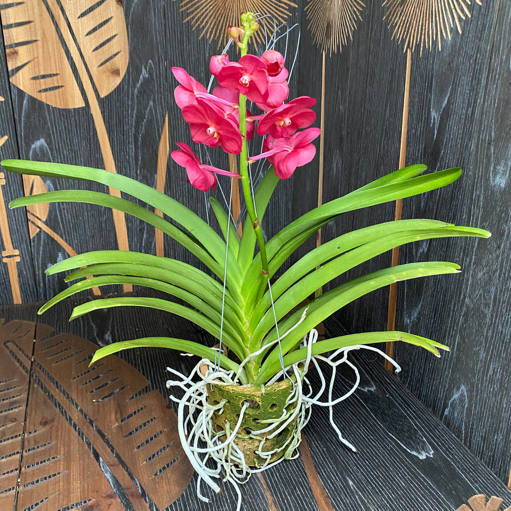 Vanda Udomchai Beauty (ANSU)