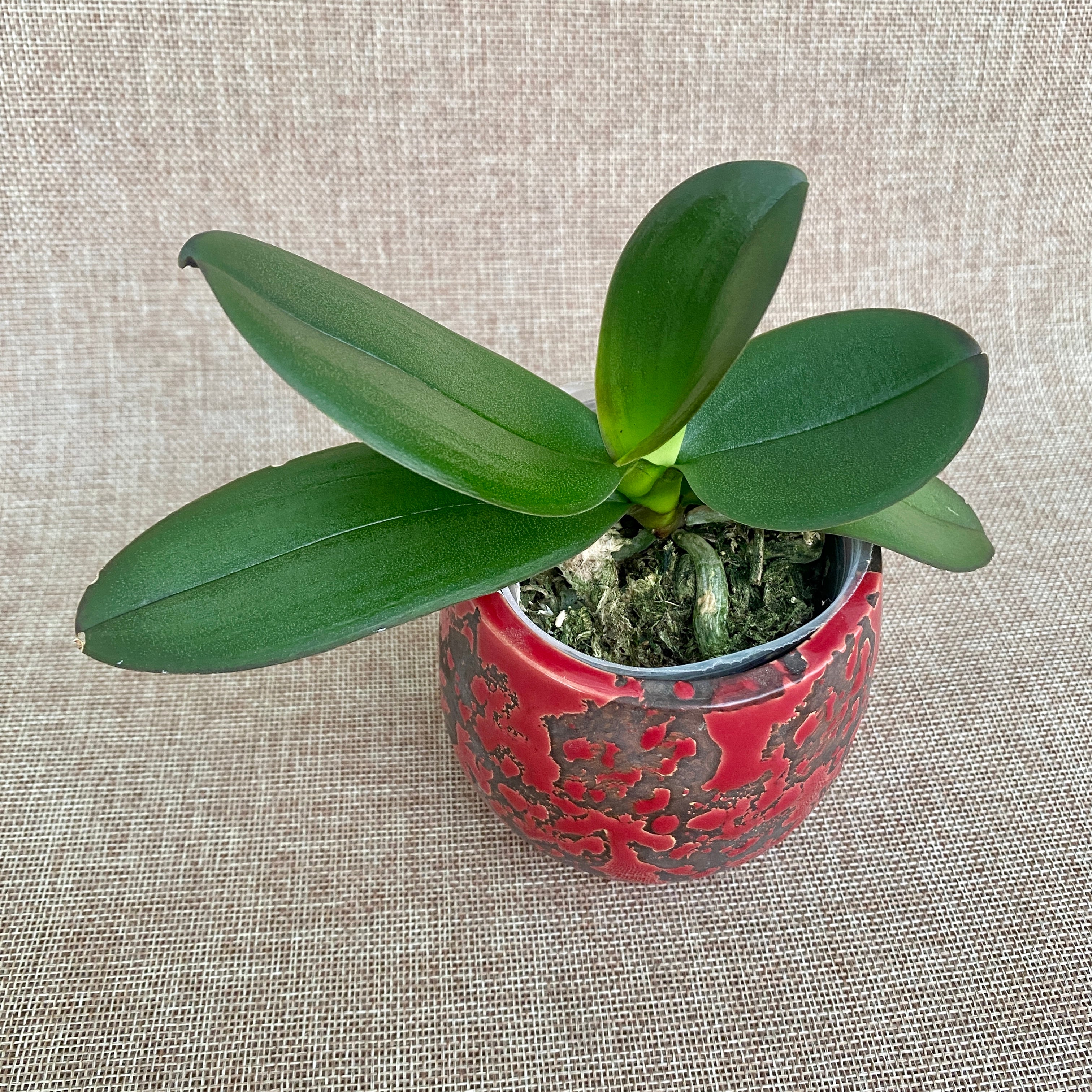 Phalaenopsis Cappuccino