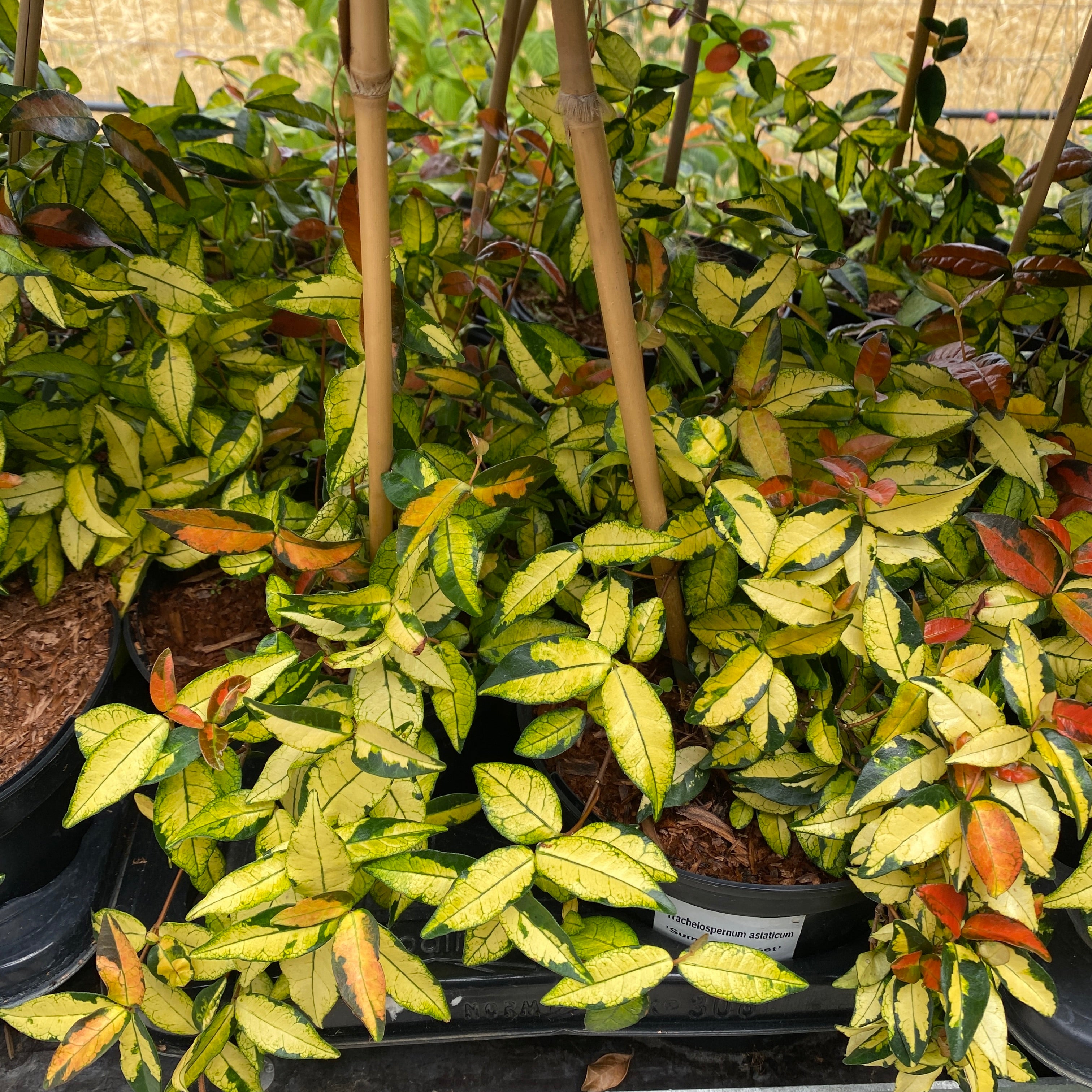 Trachelospermum asiaticum 'Summer Sunset'