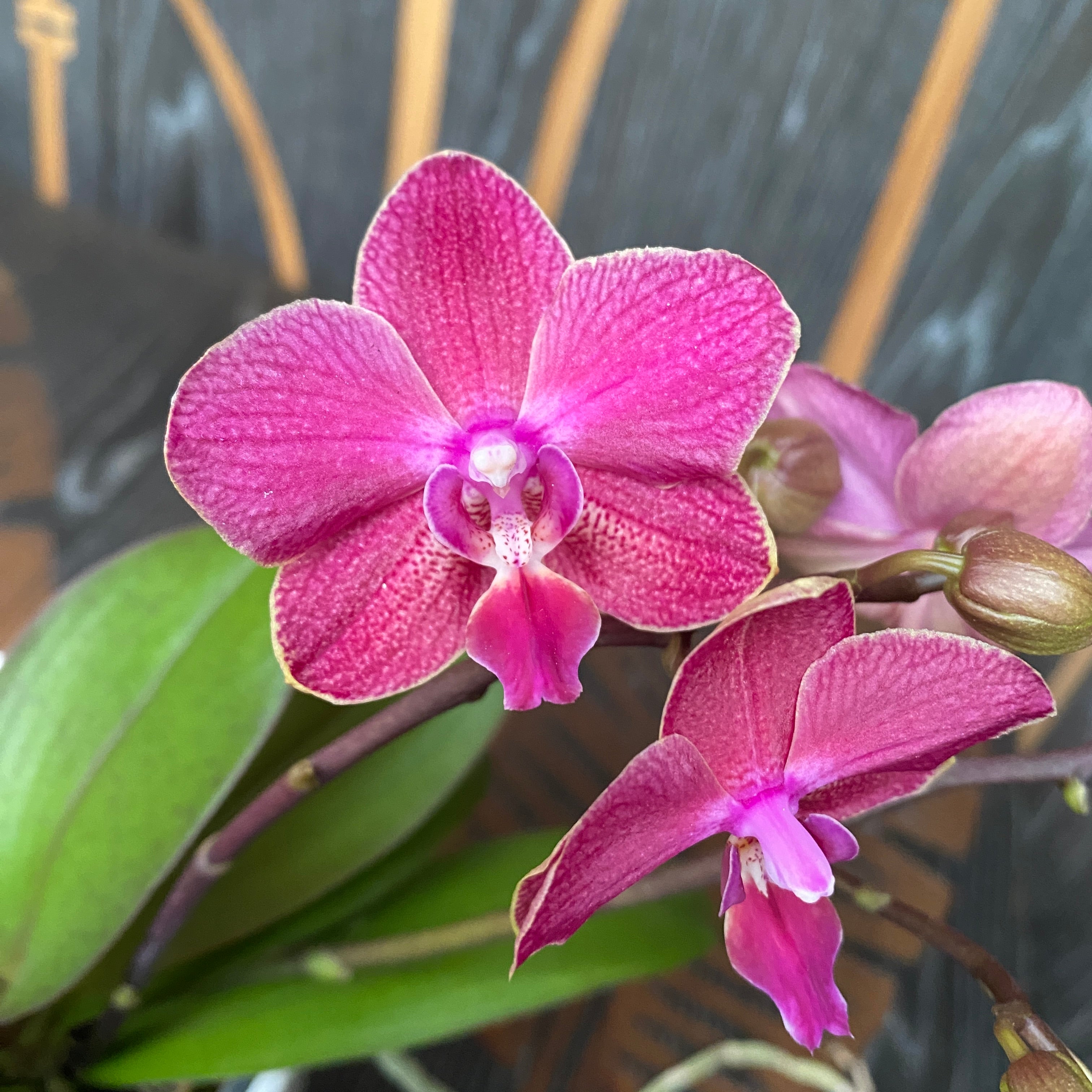 Phalaenopsis Andria