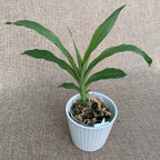 Clowesia Grace Dunn (Clowesia warczewitzii × Clowesia rosea) - exemplare tinere