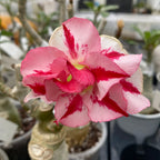 Adenium obesum 'Hercules'