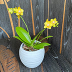 Phalaenopsis 'Younghome Golden Pixie *parfumata