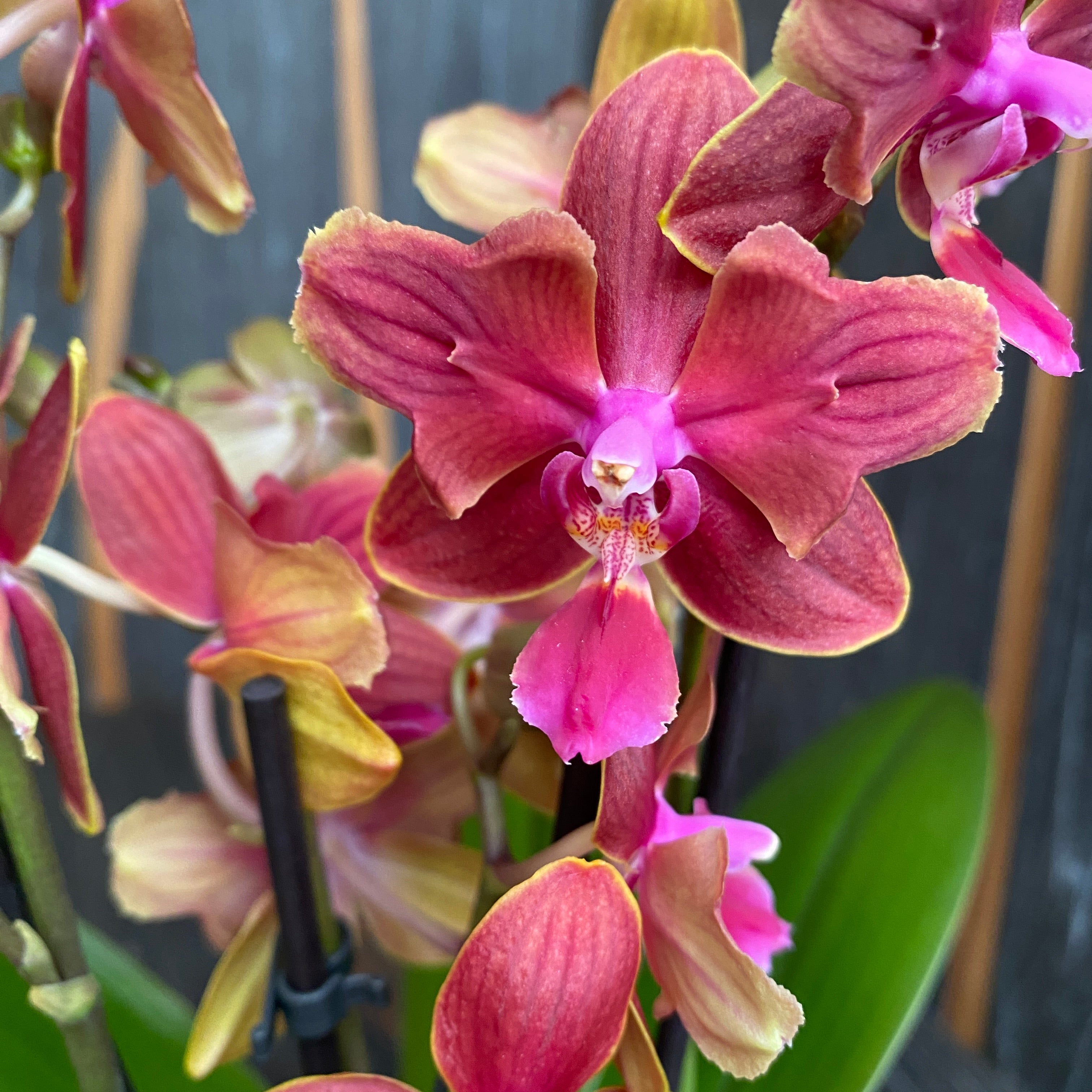 Phalaenopsis Orange pelorica (Schmetterling) *duftend