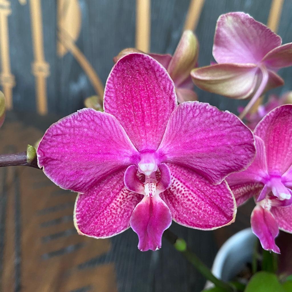 Phalaenopsis Andria
