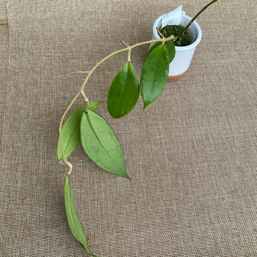 Hoya juannguoiana