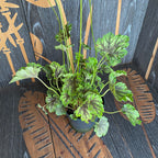 Heuchera 'Carnival Cocomint'