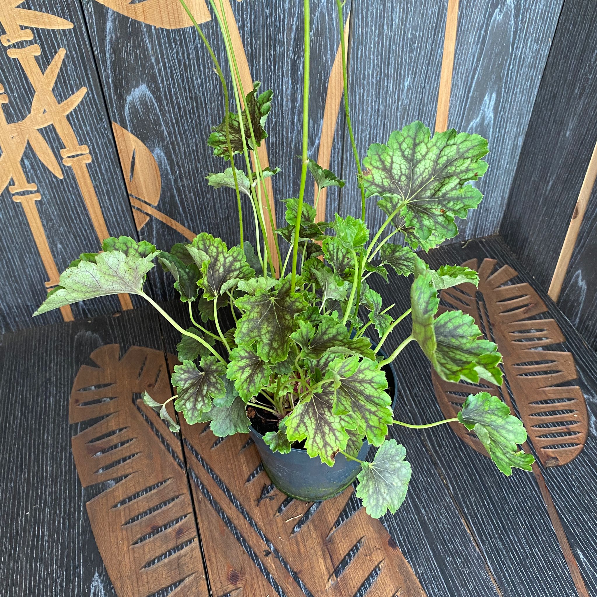 Heuchera 'Carnival Cocomint'