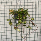 Hoya carnosa 'Tricolor' (Krimson Princess) - D19cm, mindestens 5-6 Pflanzen/Topf