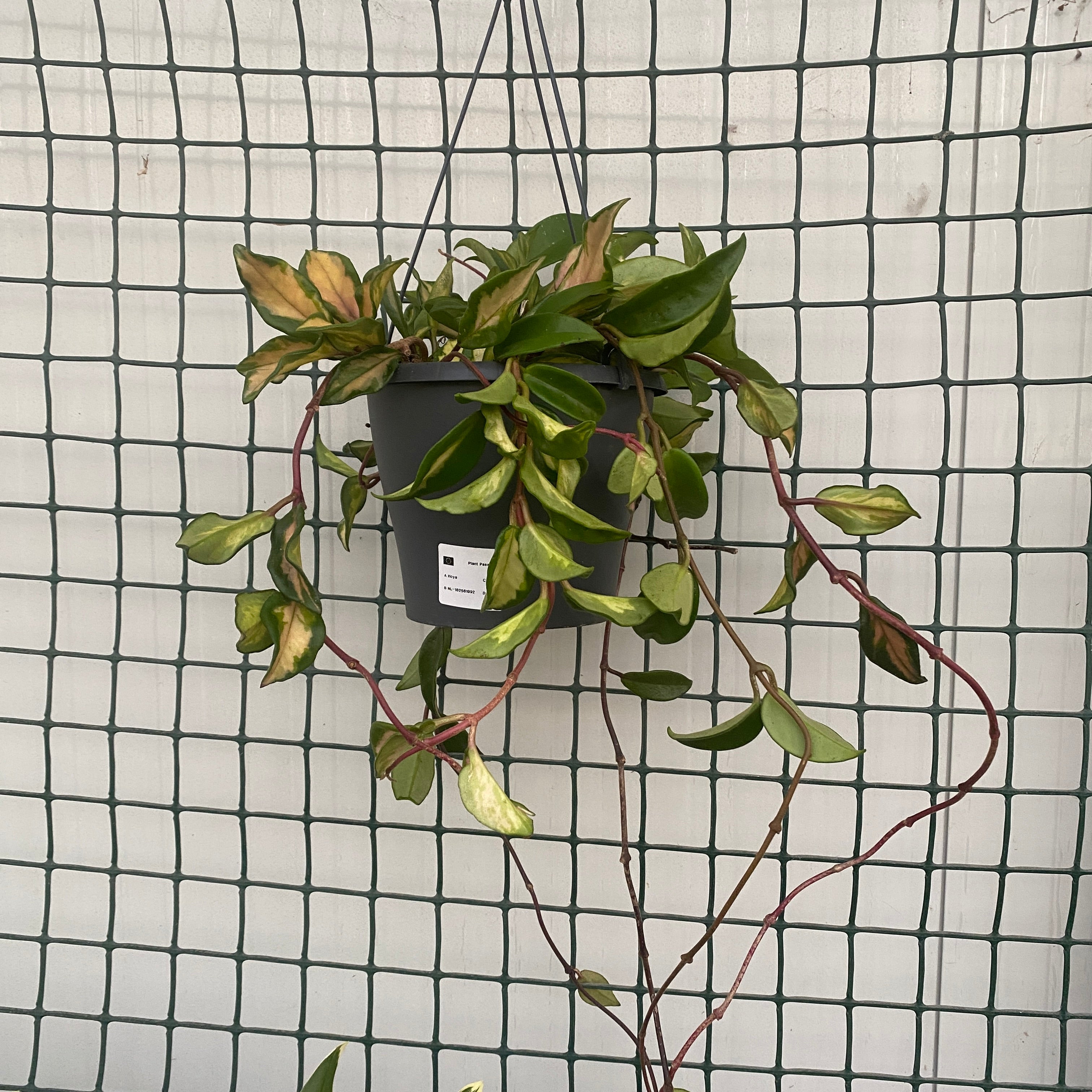 Hoya carnosa 'Tricolor' (Krimson Princess) - D19cm, minim 5-6 plante/ghiveci