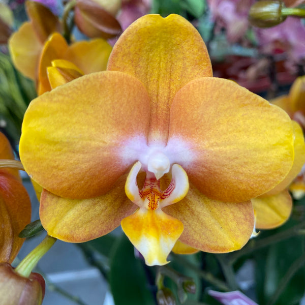 Phalaenopsis Phalfamzol (Las Vegas)