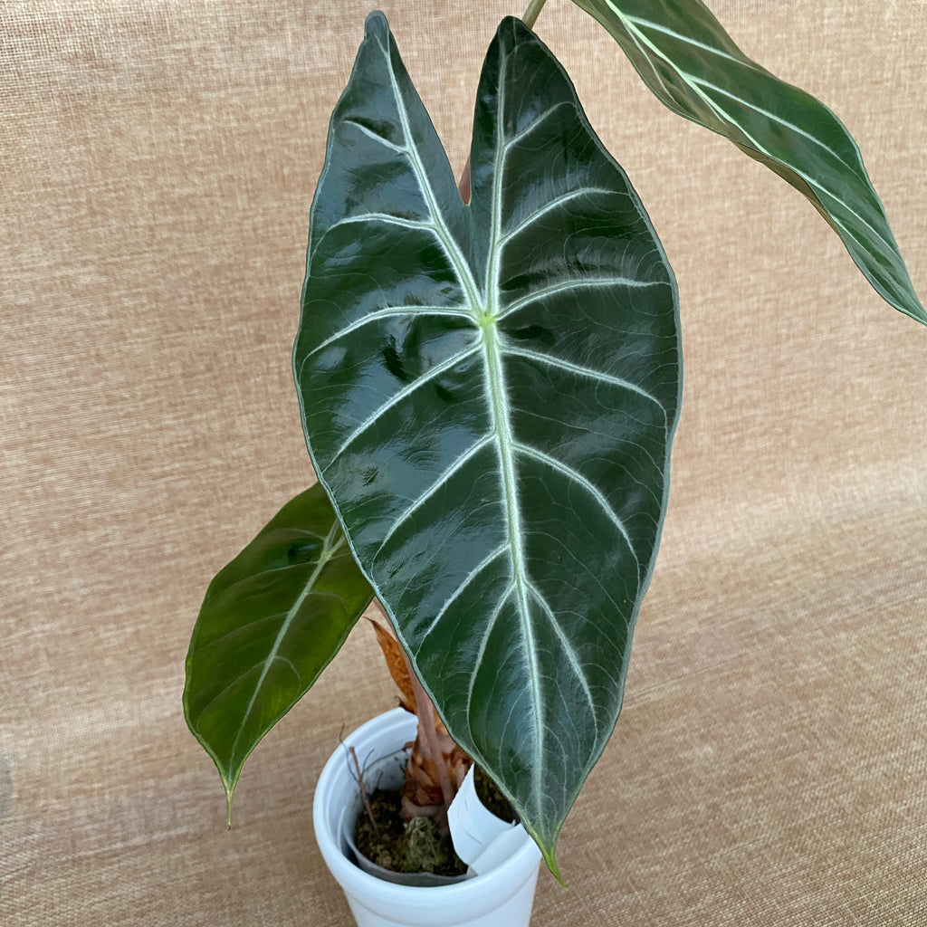 Alocasia lowii 'Morocco'