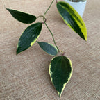Hoya macrophylla 'Albomarginata'