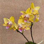 Phalaenopsis Sweet Girl (pelorik)