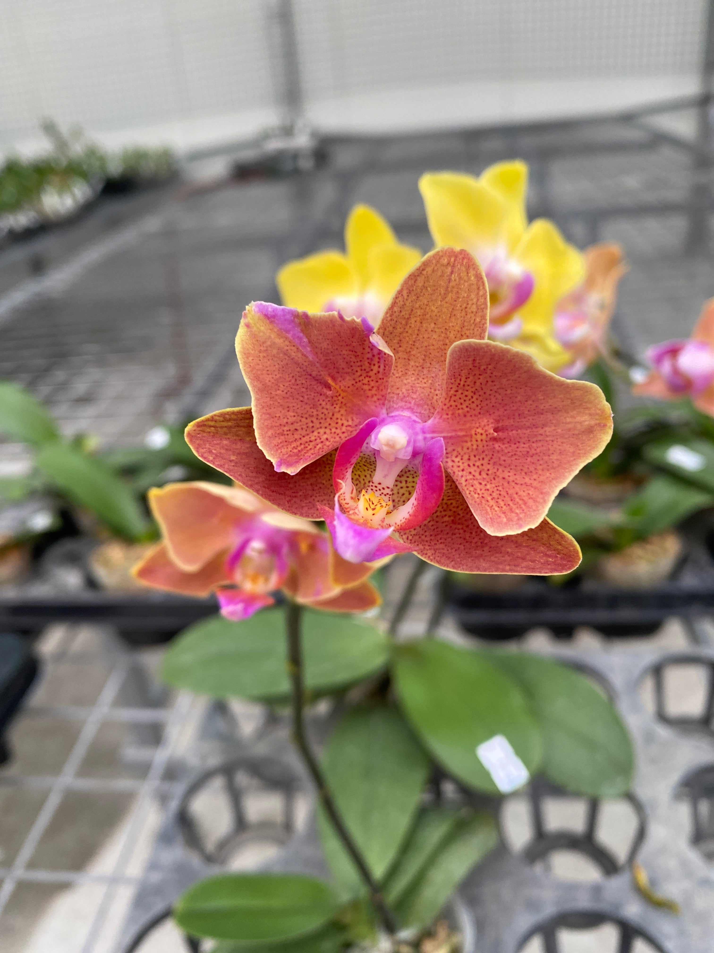 Phalaenopsis Sweet Girl (variazione farfalla pelorica) 01