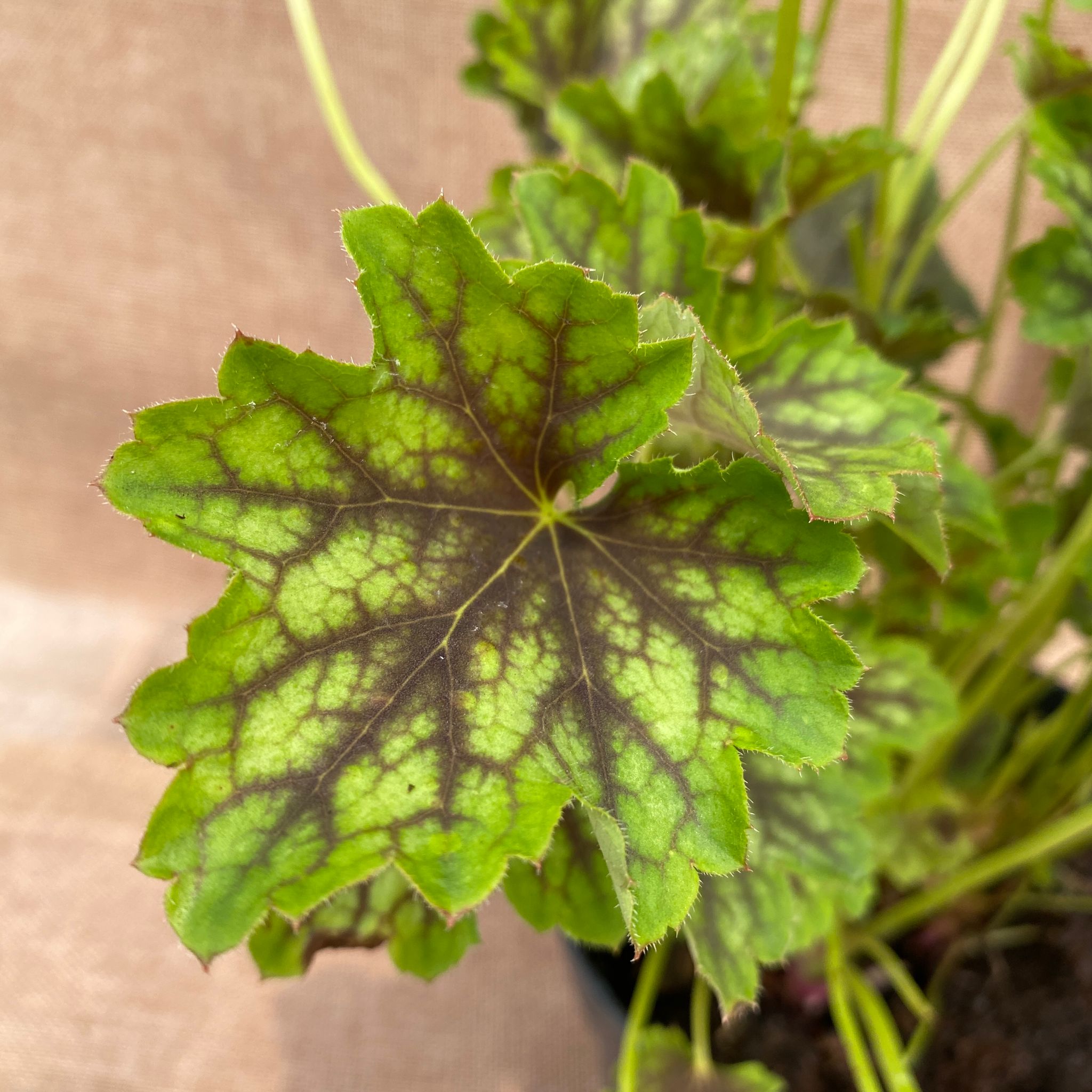 Heuchera 'Carnival Cocomint'