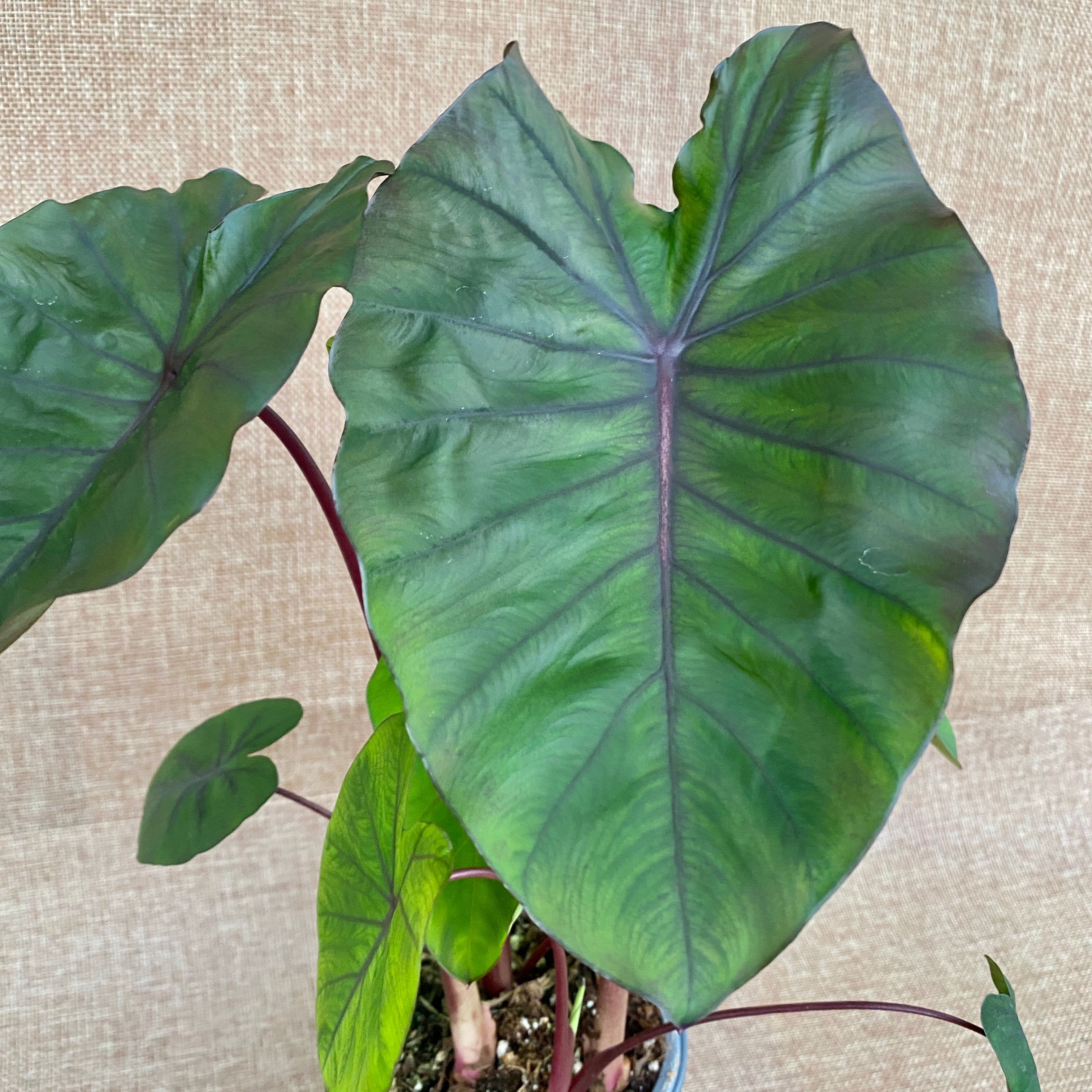 Colocasia esculenta 'Redemption'