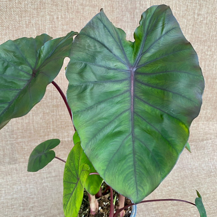 Colocasia esculenta 'Redemption'