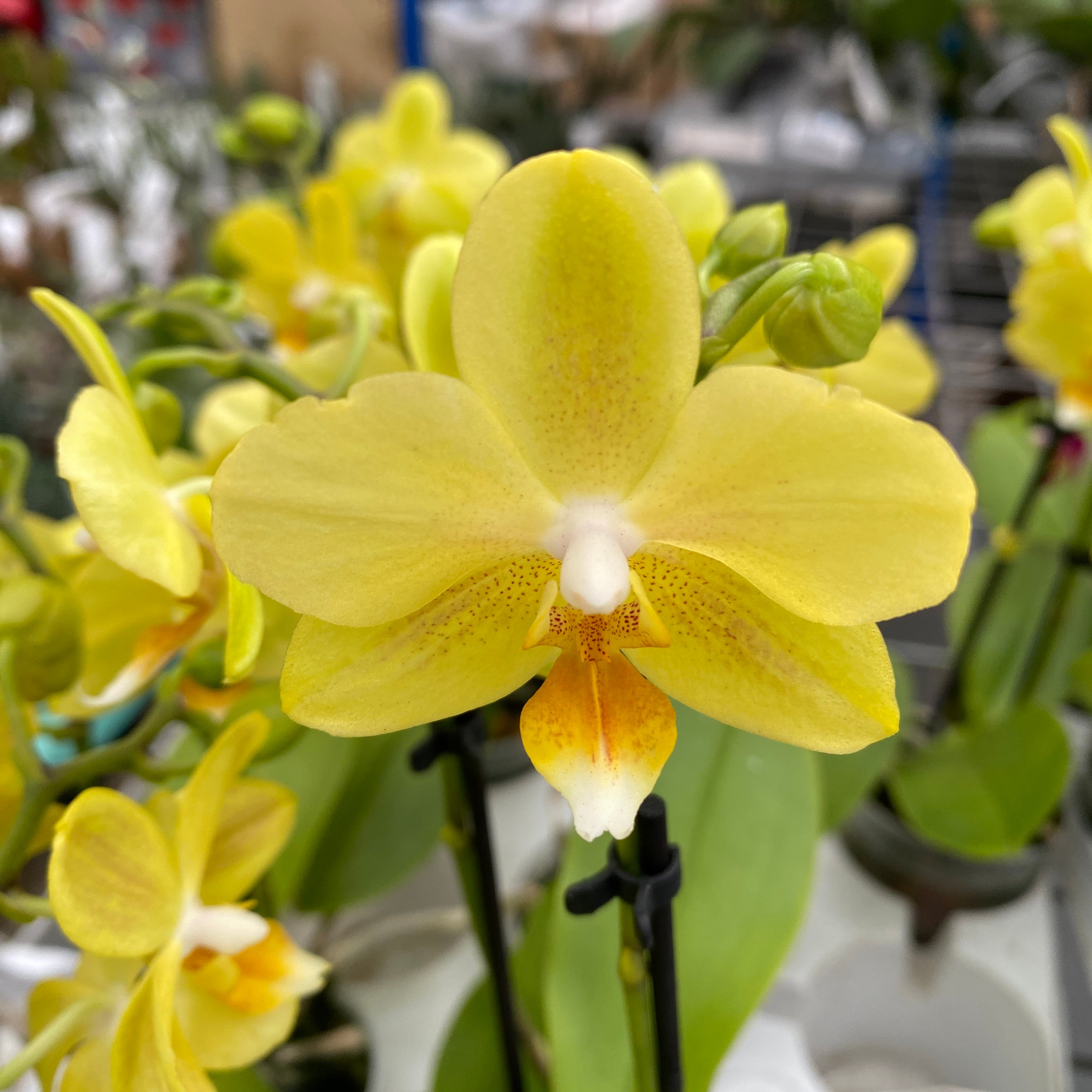 Phalaenopsis Vayenne