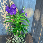 Vanda Tweed Blue XXL 4p (Ansu) - TWEED13