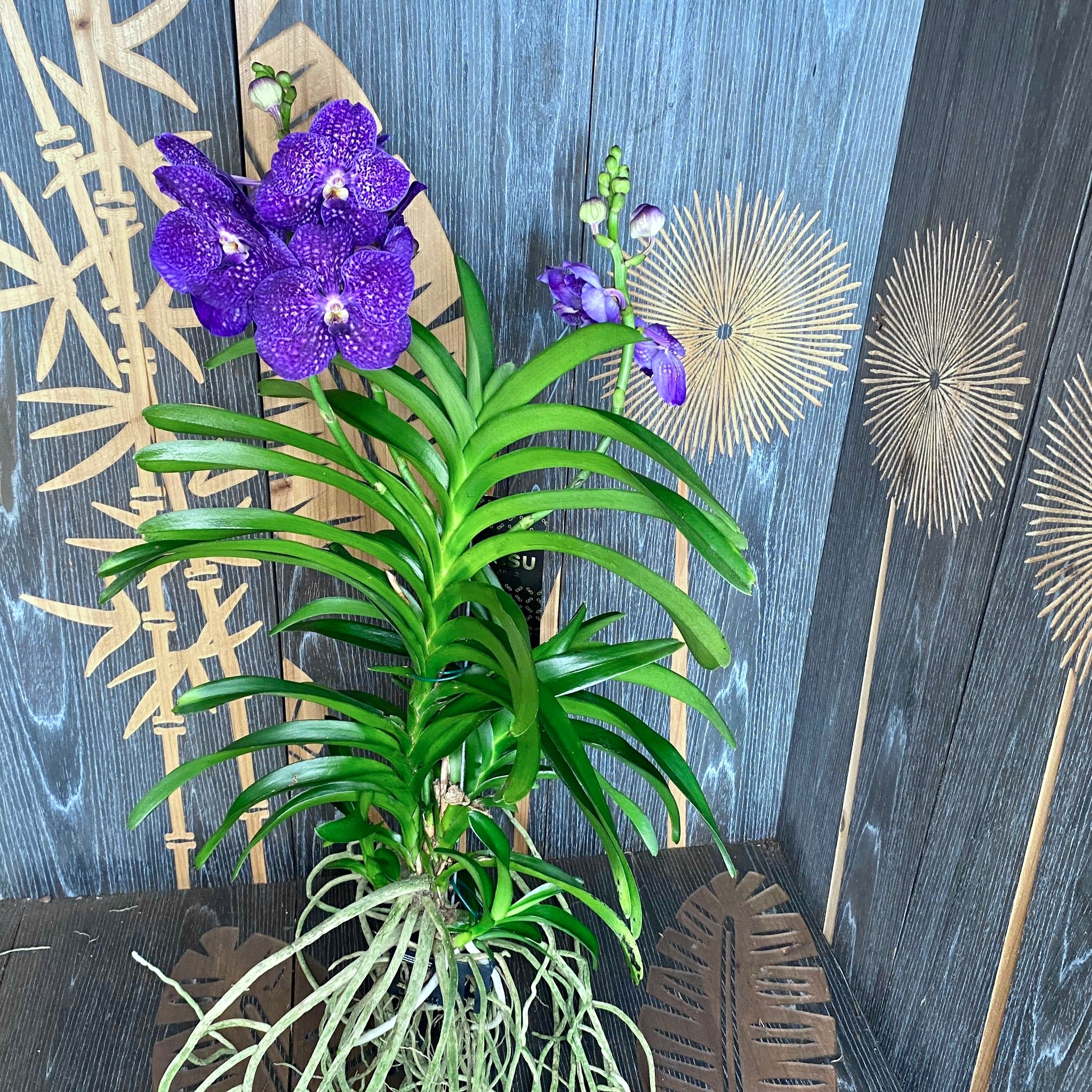 Vanda Tweed Blau XXL 4p (Ansu) - TWEED13