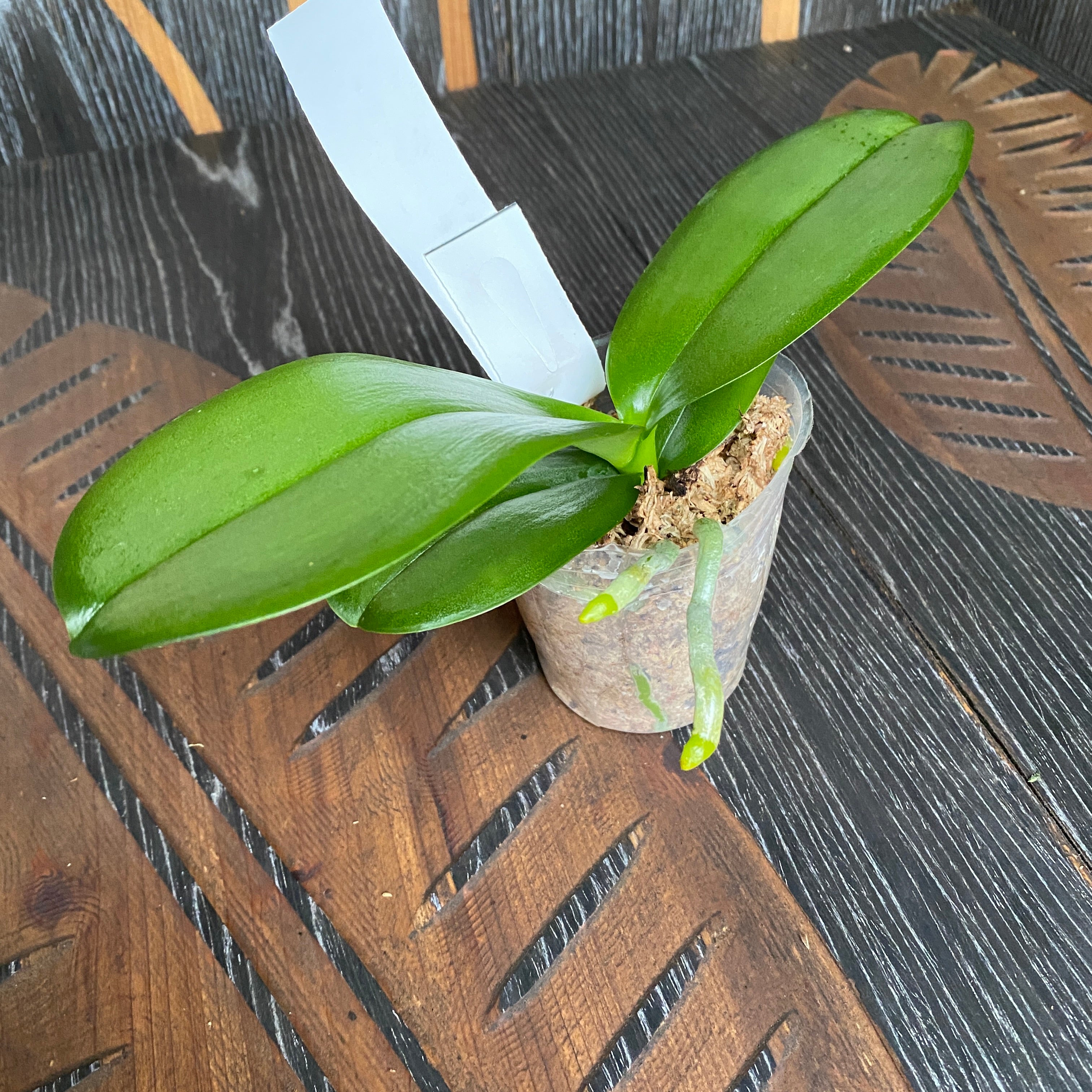 Phalaenopsis Jiuhbao Red Rose