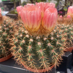Notocactus x subluteus (submammulosus x roseoluteus)