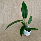 Hoya kaimuki 'Rouge'