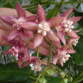 Hoya imperialis D12