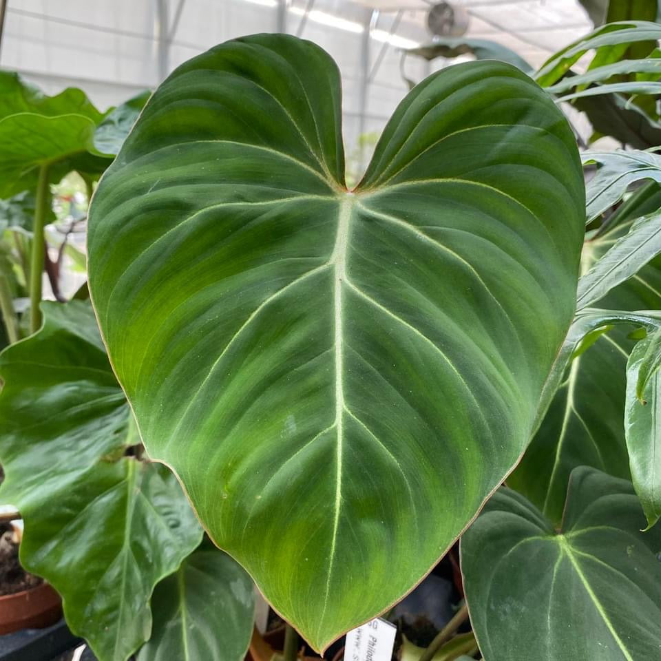 Philodendron gloriosum