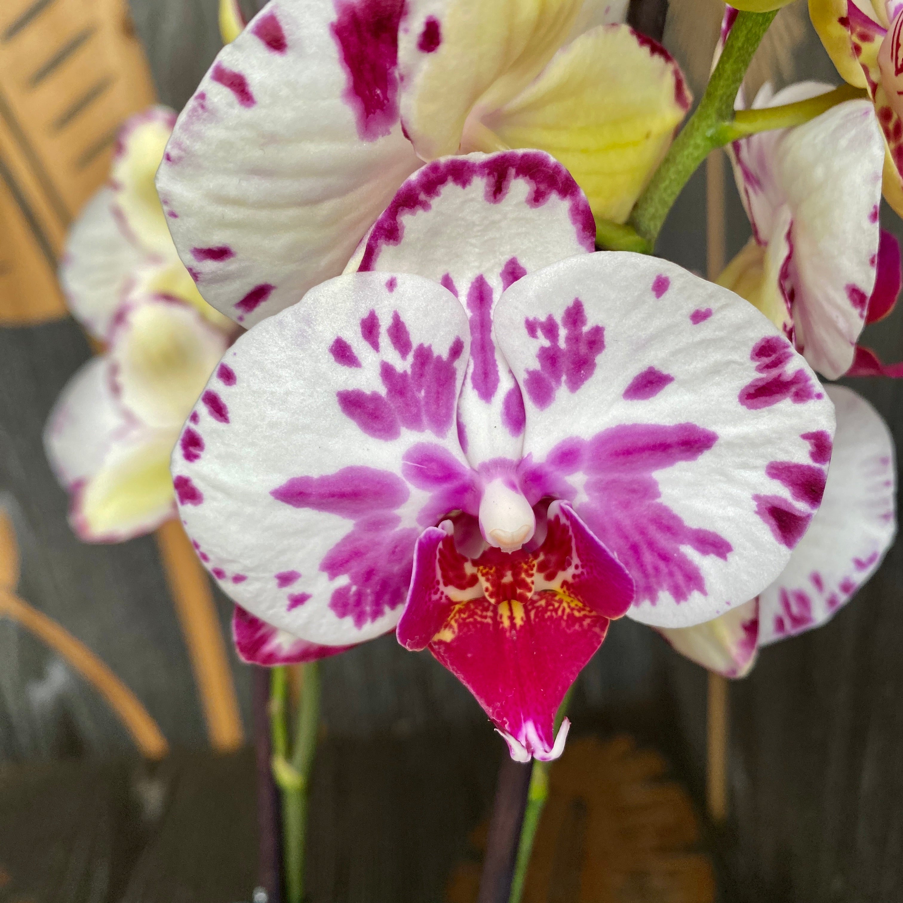 Phalaenopsis 'Limited #16'