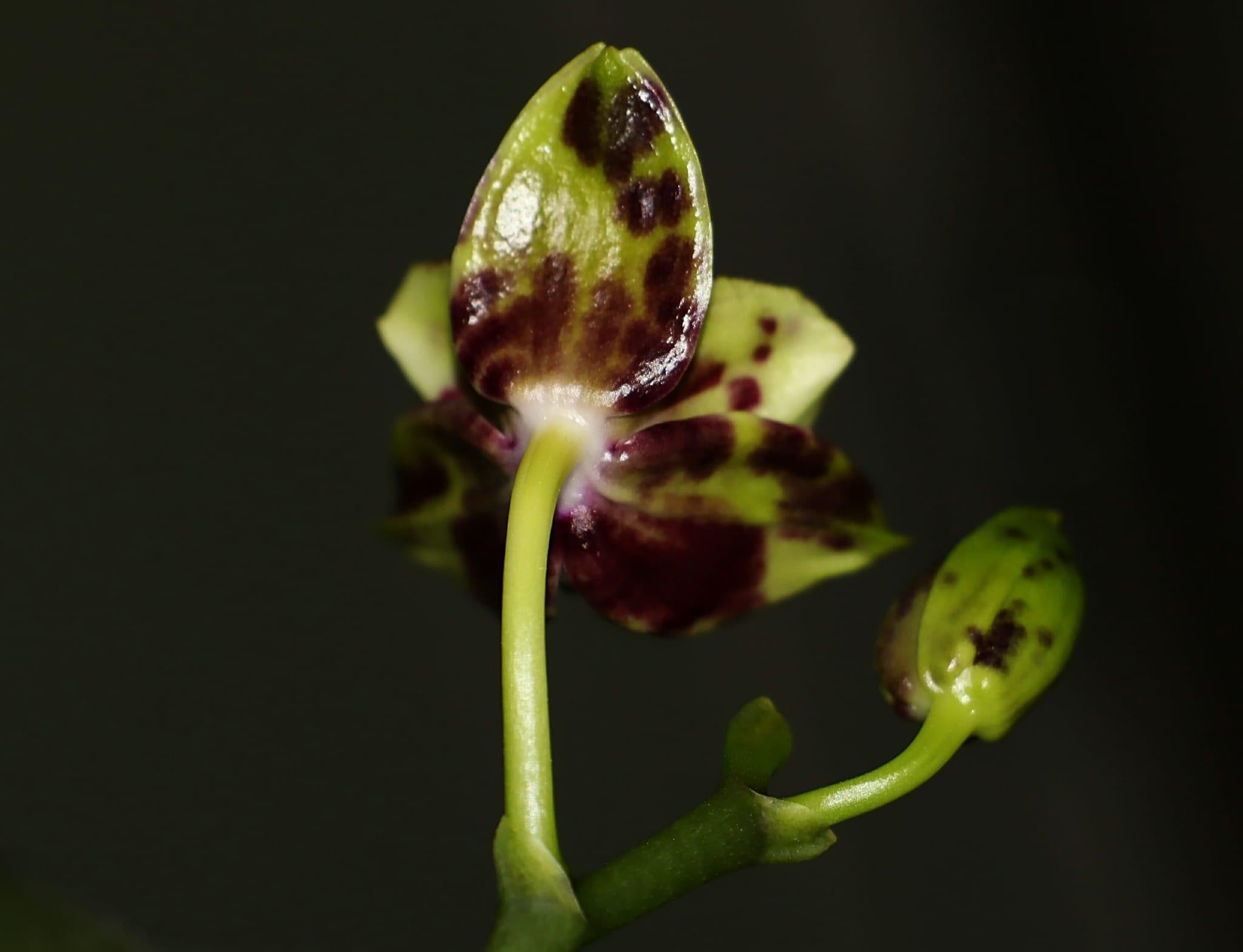 Phalaenopsis Allura 'Voodoo' *geparfumeerd