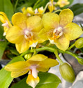 Phalaenopsis 'Younghome Golden Pixie *parfumata