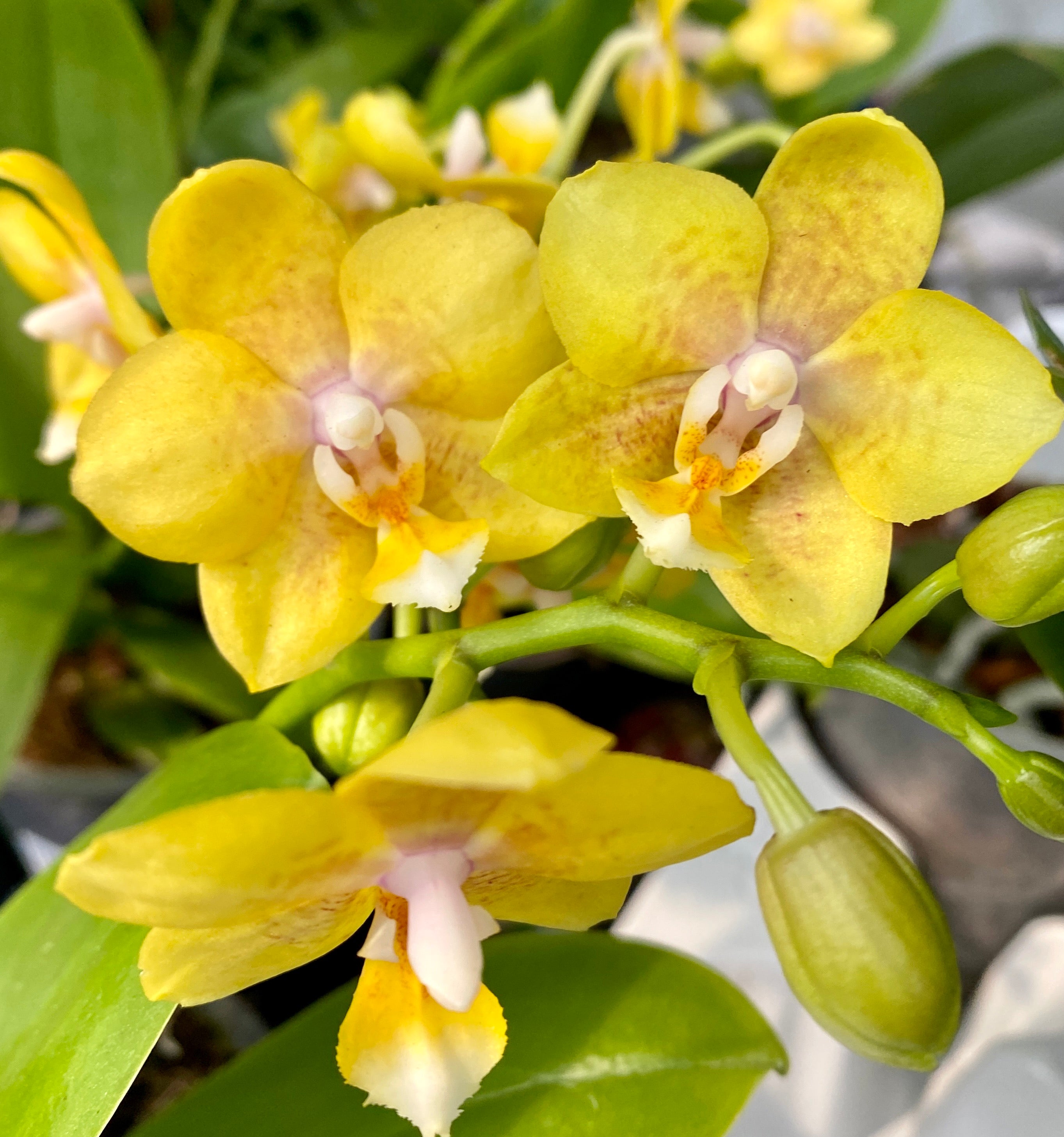 Phalaenopsis 'Younghome Golden Pixie *parfumée