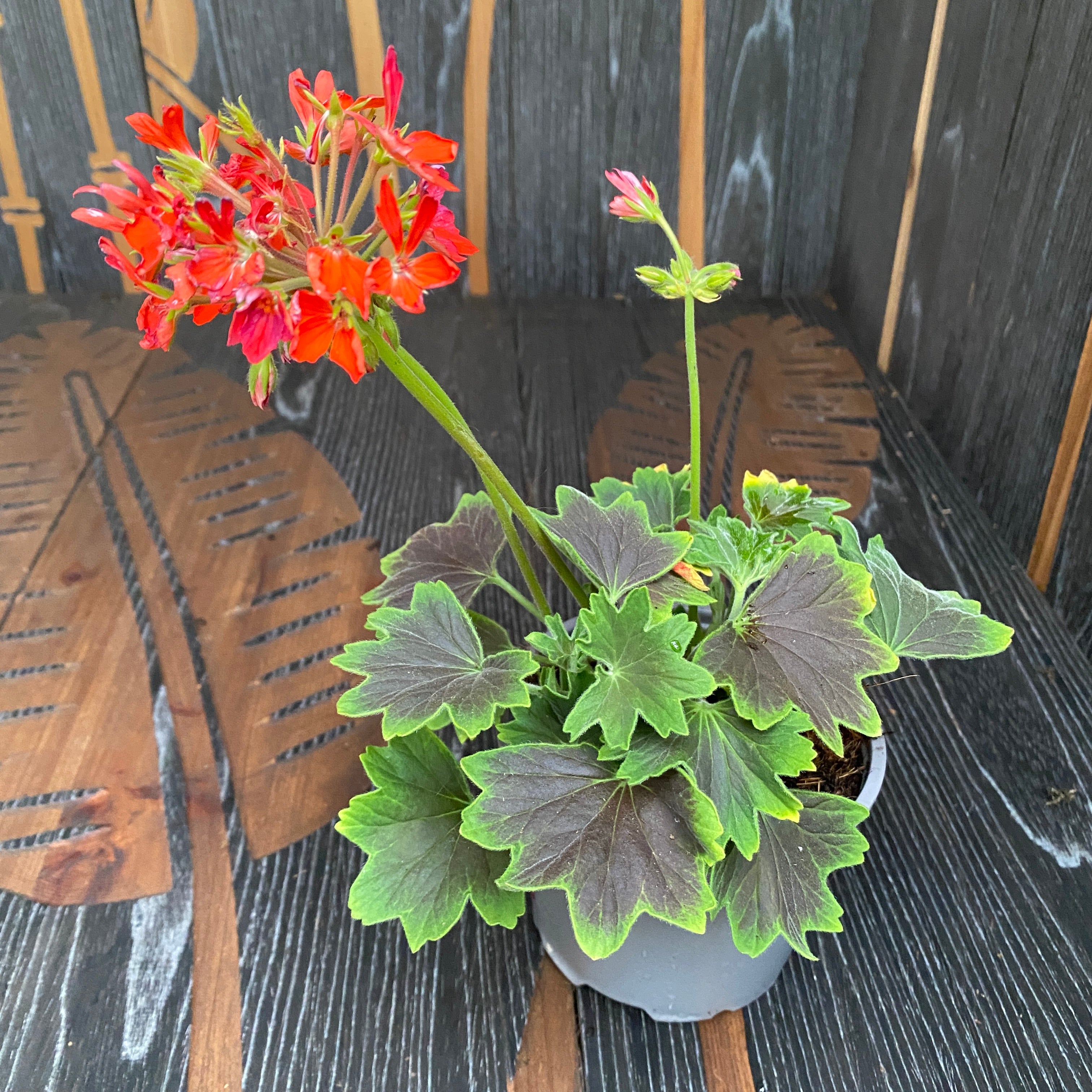 Pelargonium Vario Geranio Chocolate (muscate cu frunze colorate)