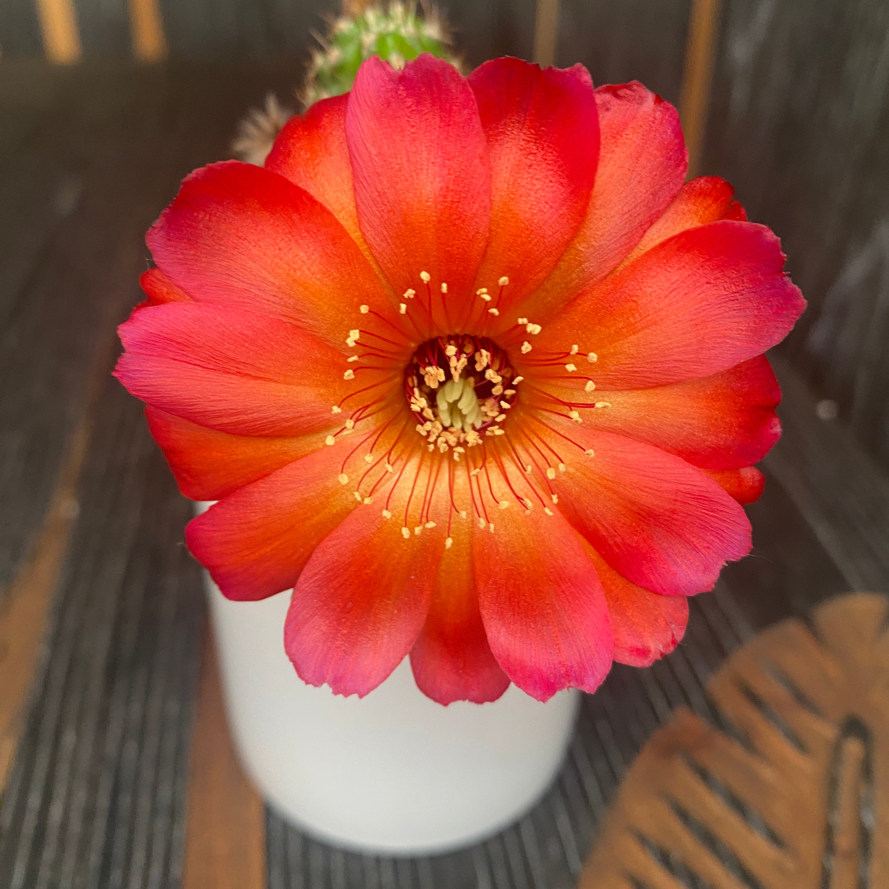 Chamaelobivia Hybrid chamaelobivia-hybrid