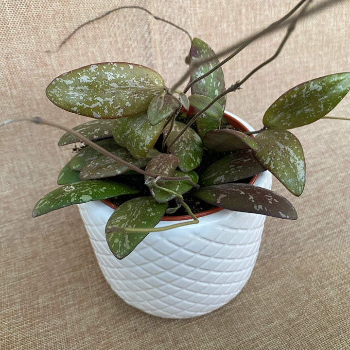 Hoya sigillatis 'Round Leaf' (Wide form)