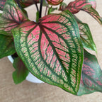Caladium 'Lucia Pink’