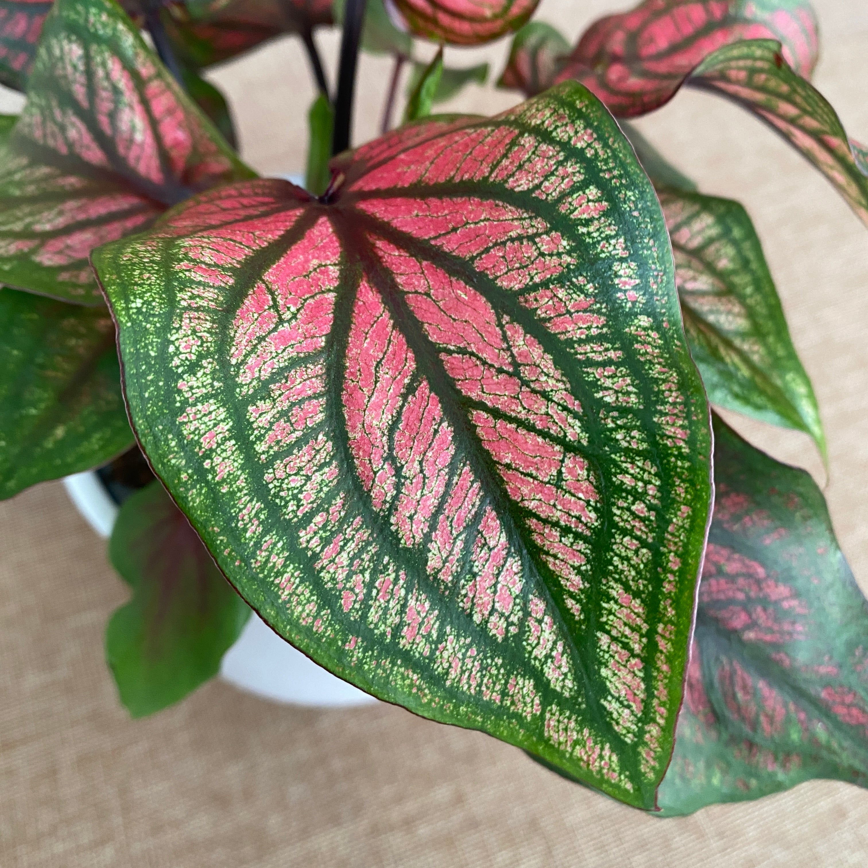 Caladium 'Lucia Pink’