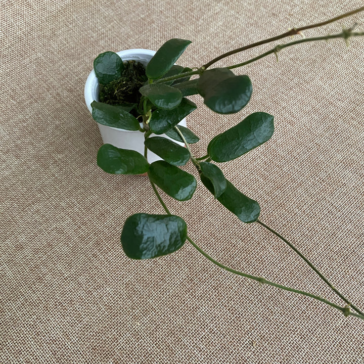 Hoya rotundiflora