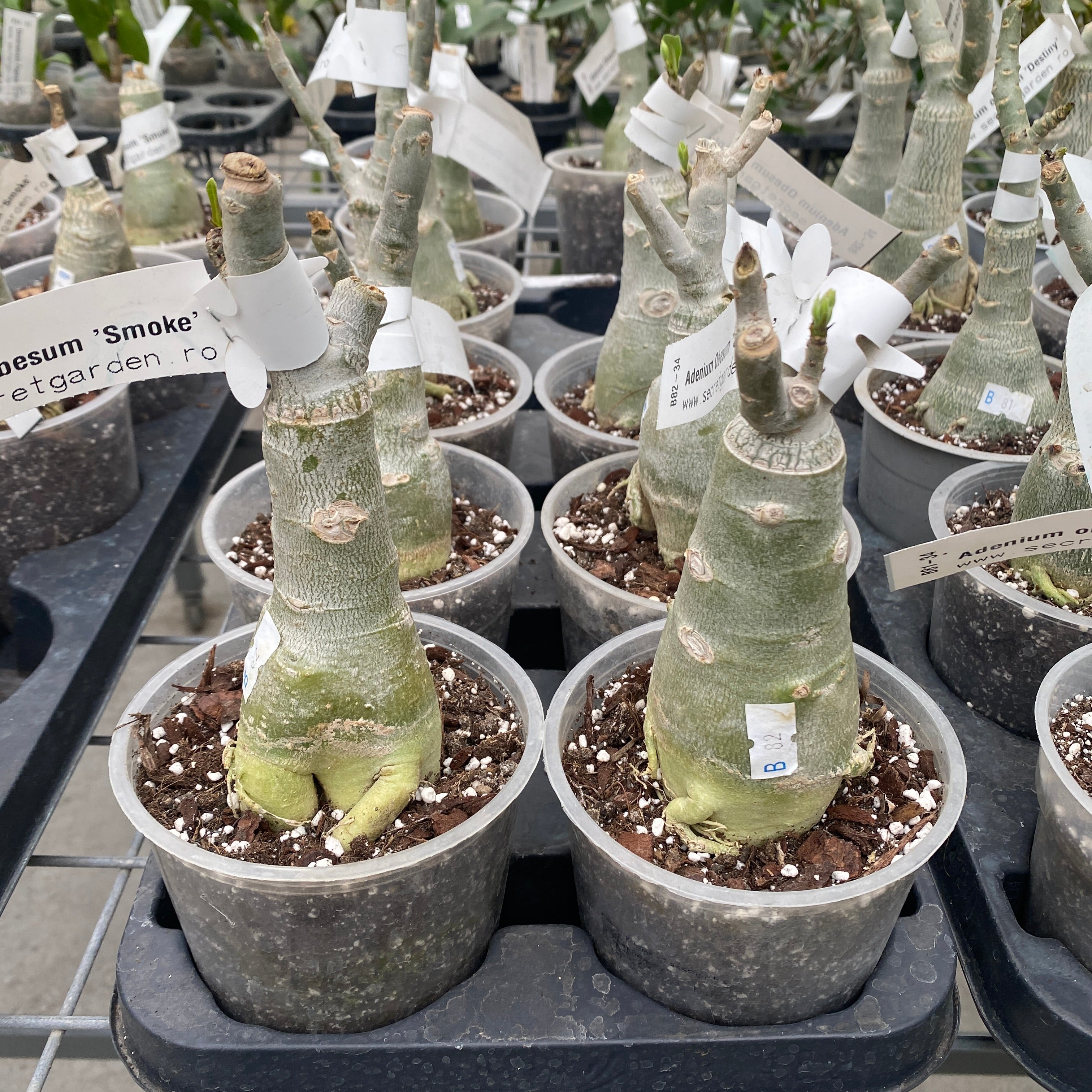 Adenium Obesum 'Smoke'