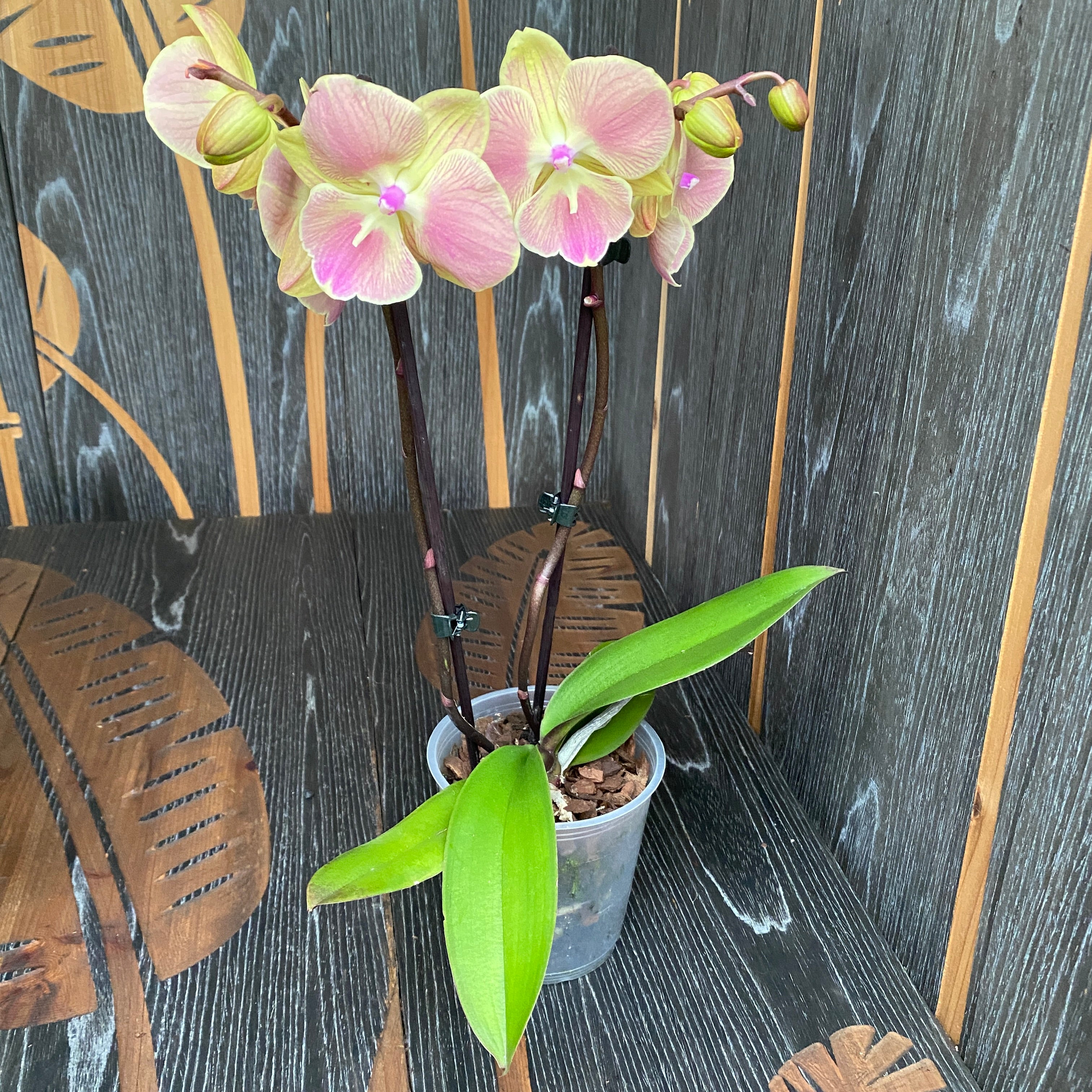 Phalaenopsis 'Limited #21' grande labbro