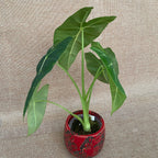 Alocasia micholitziana 'Frydek' (Taïwan)