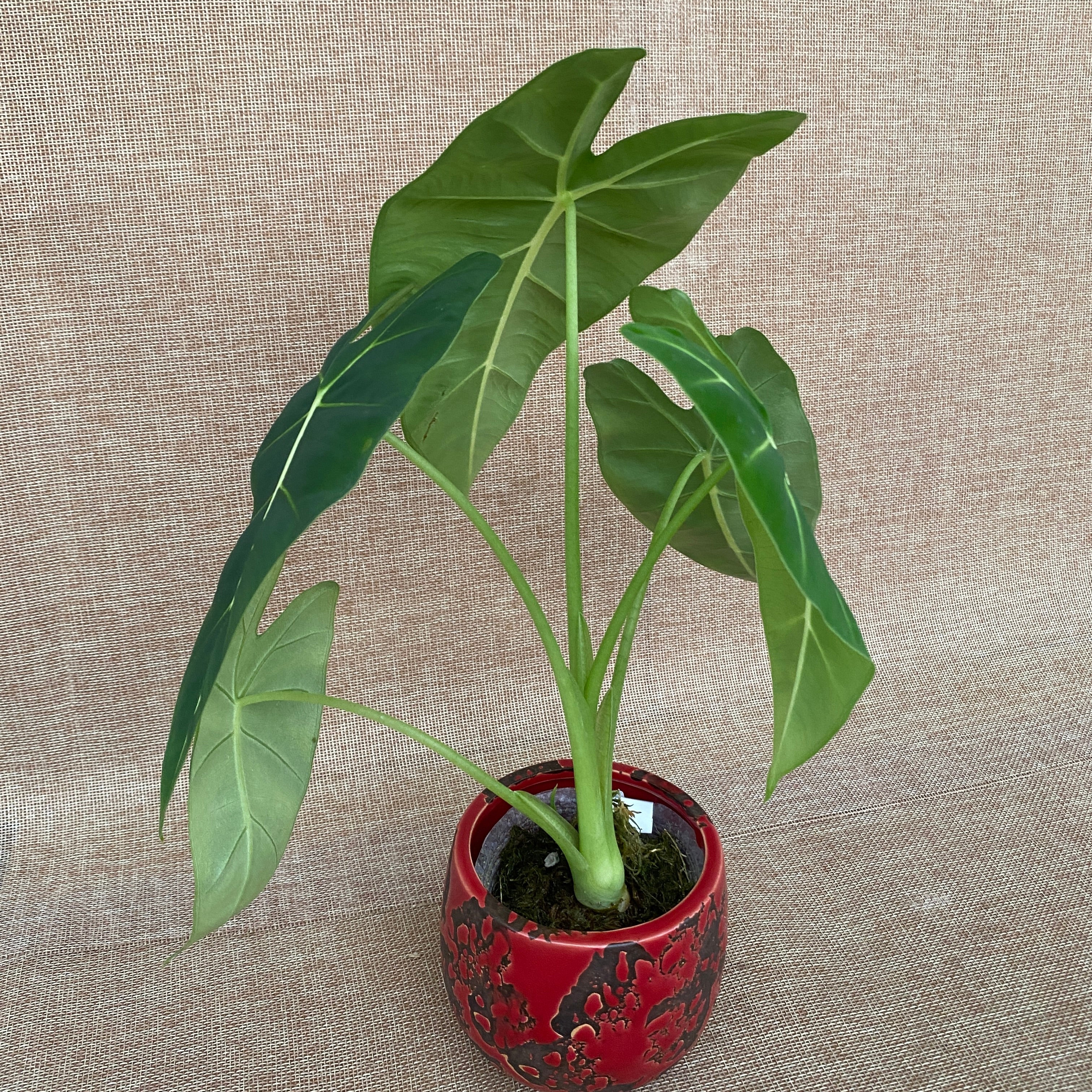 Alocasia micholitziana 'Frydek' (Taiwan)